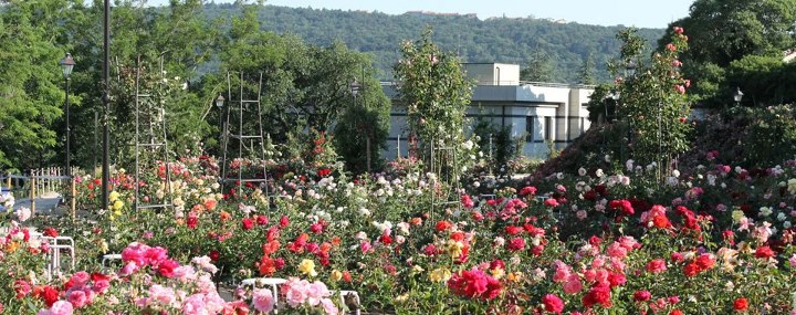 il roseto di s giovanni | aperitivi letterari a trieste