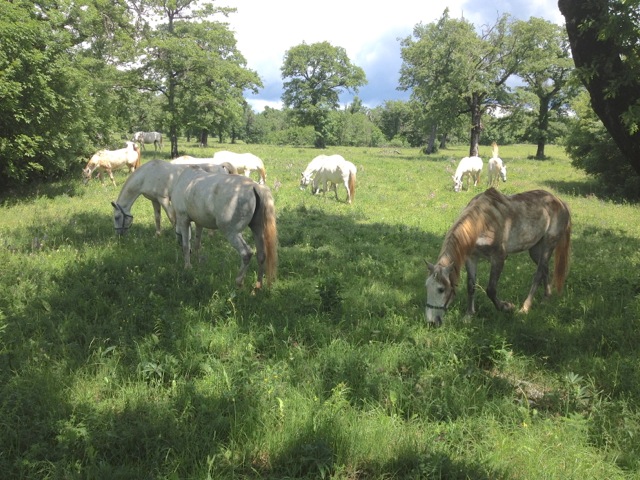 lipica stud farm