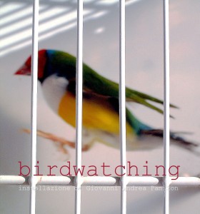 birdwatching