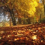 Autunno all'Englischer Garten _2