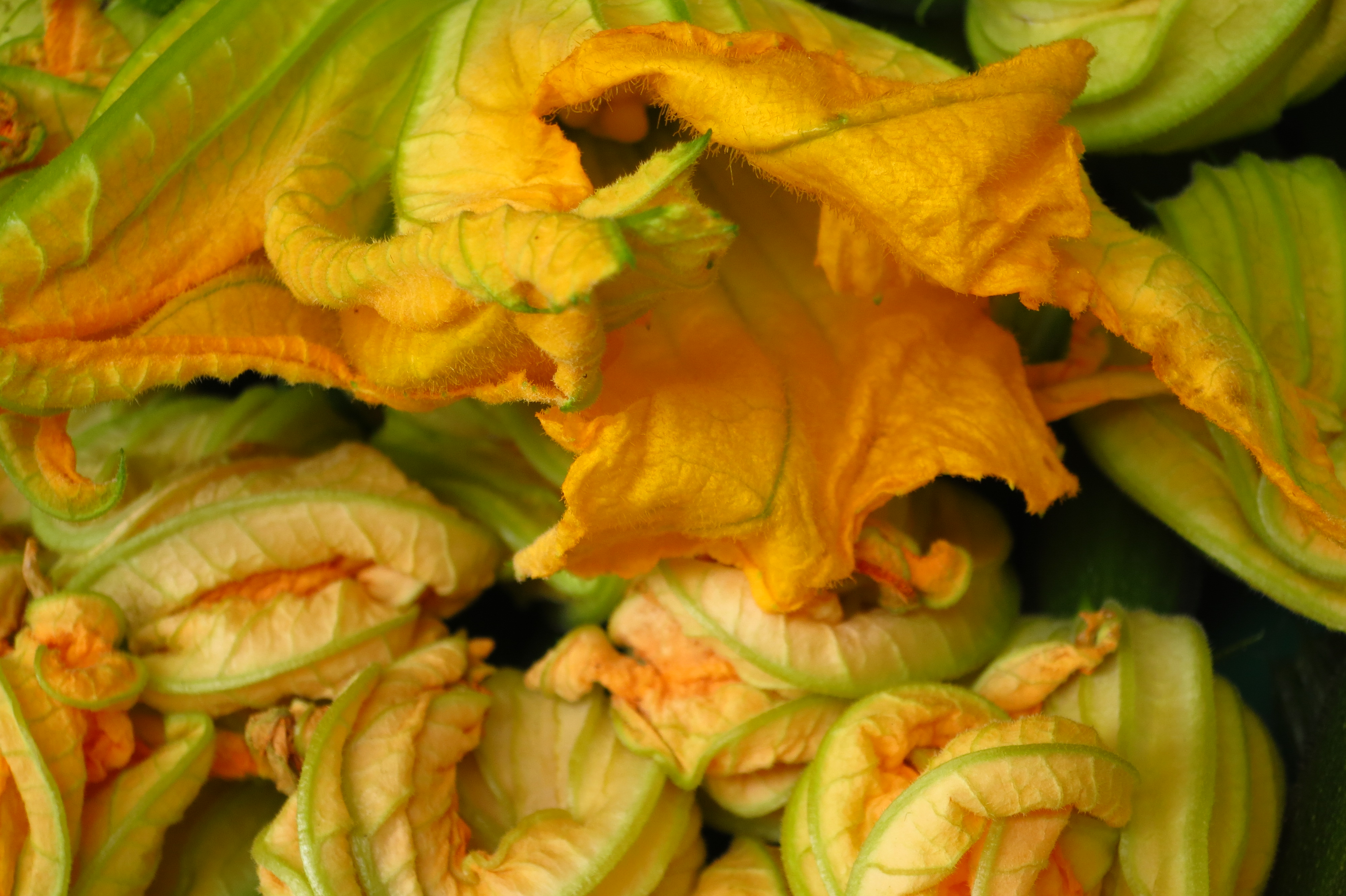 fiori di zucca